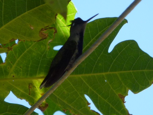 Colibri à huppe bleue - ML622271534