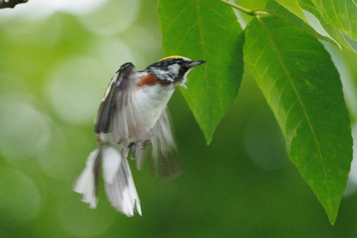 Chestnut-sided Warbler - ML622271552