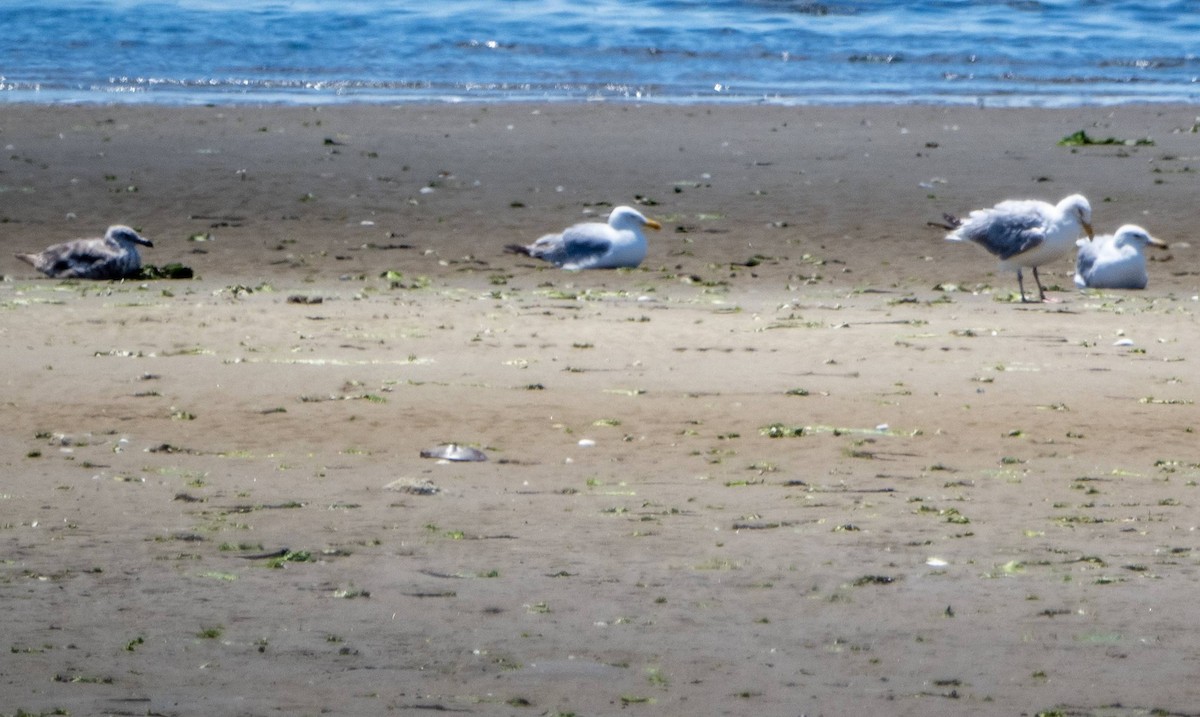 Gaviota Argéntea (americana) - ML622271562