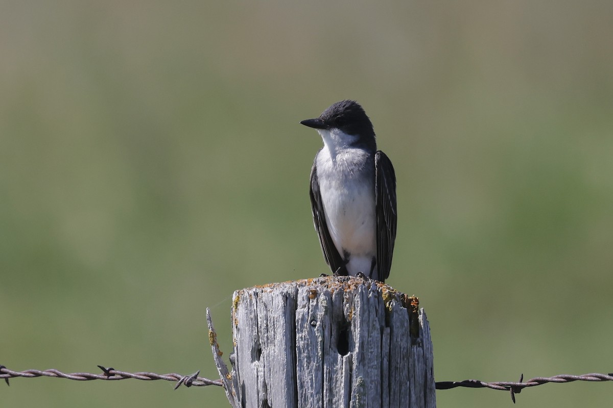 Eastern Kingbird - ML622271580