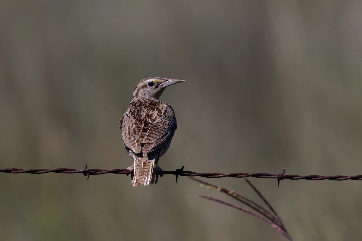 Western Meadowlark - ML622271588