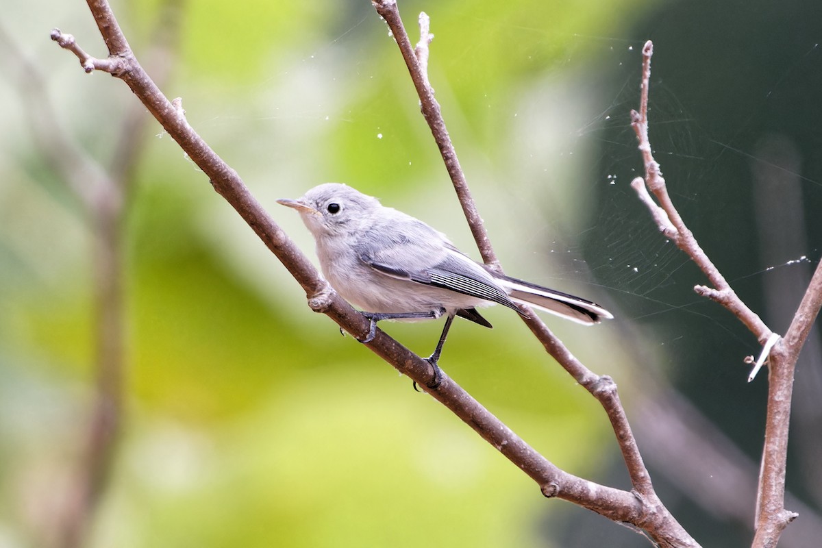 Blue-gray Gnatcatcher - ML622271597