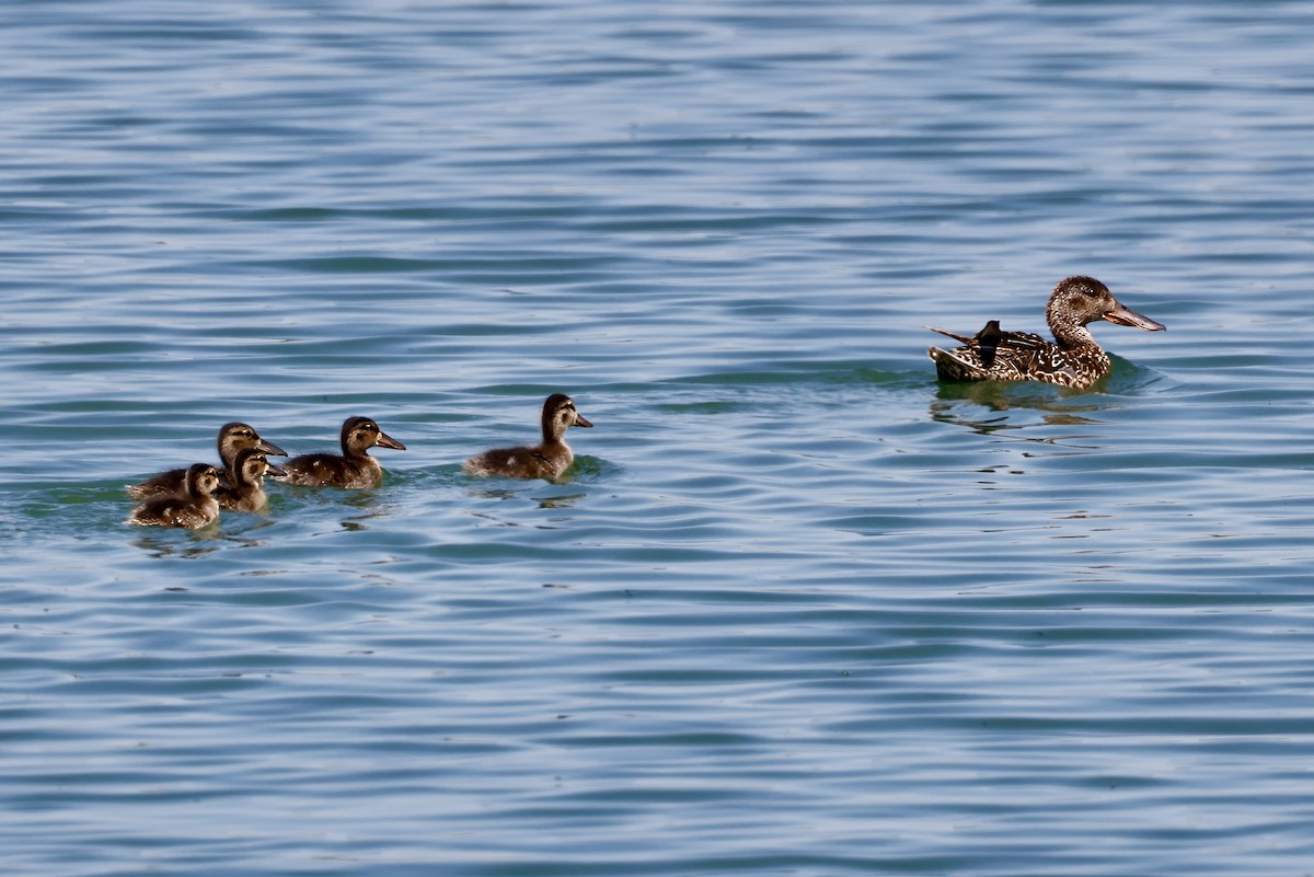 Northern Shoveler - ML622271611