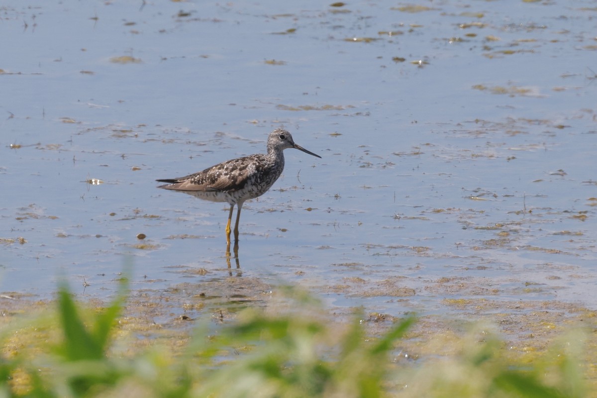 Greater Yellowlegs - ML622271628