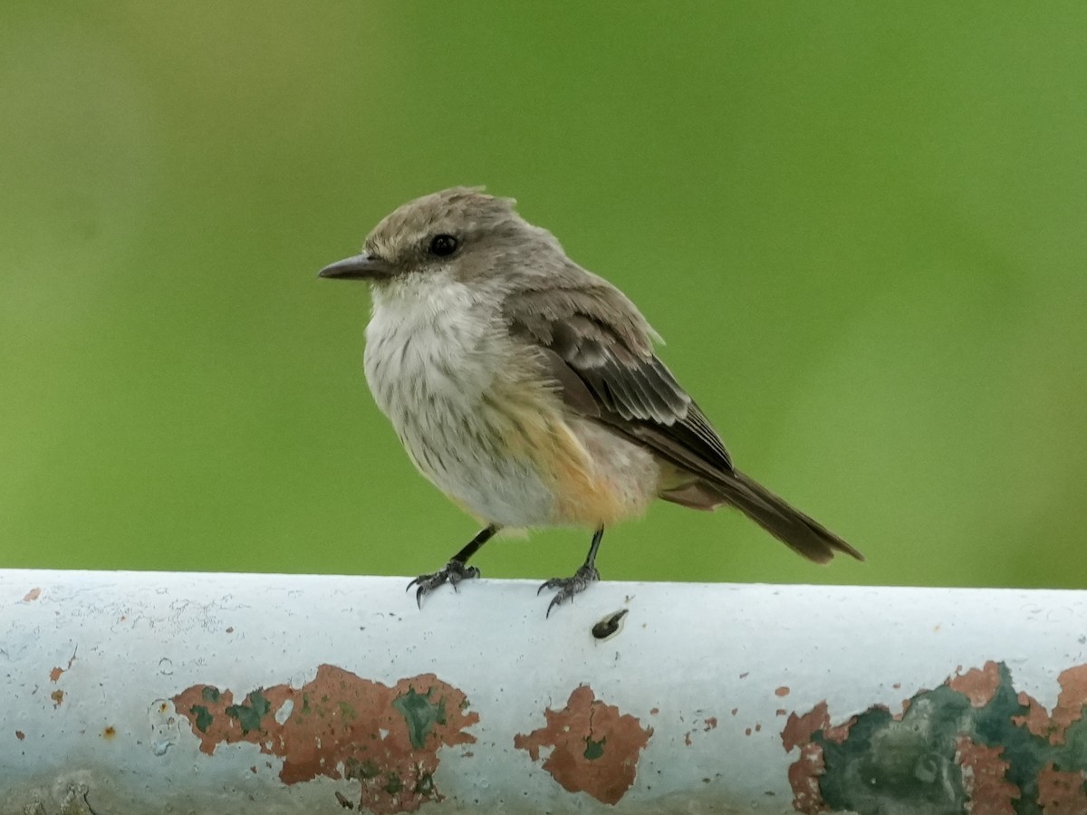 Vermilion Flycatcher - Tami Reece