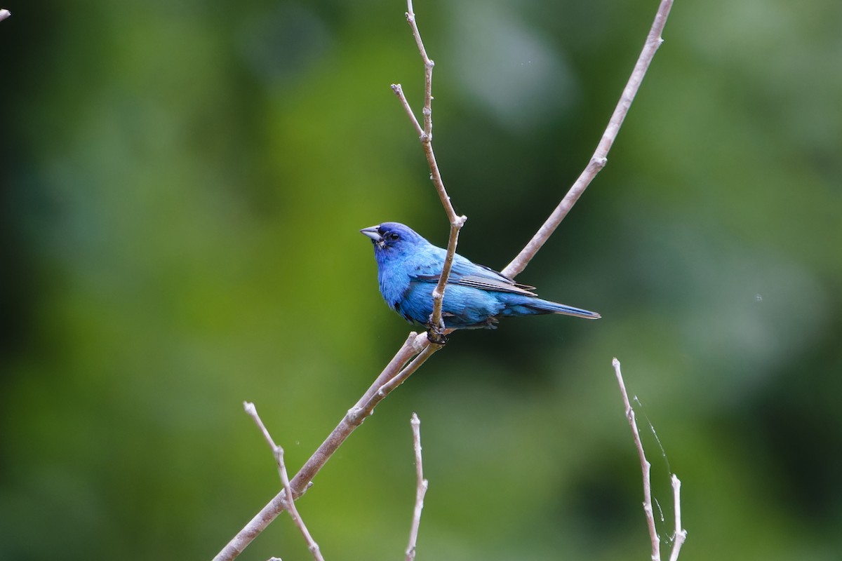 Indigo Bunting - Jeffrey A. Beery