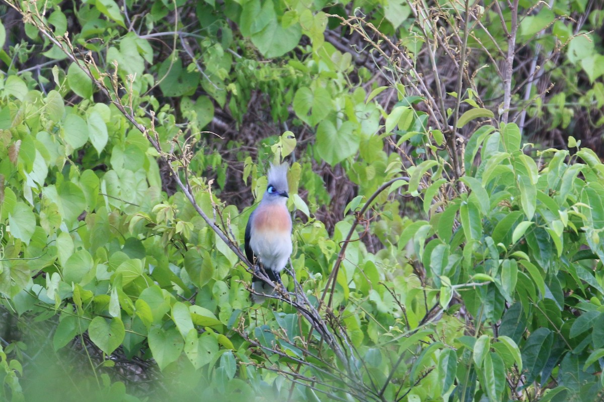 Crested Coua - ML622271718