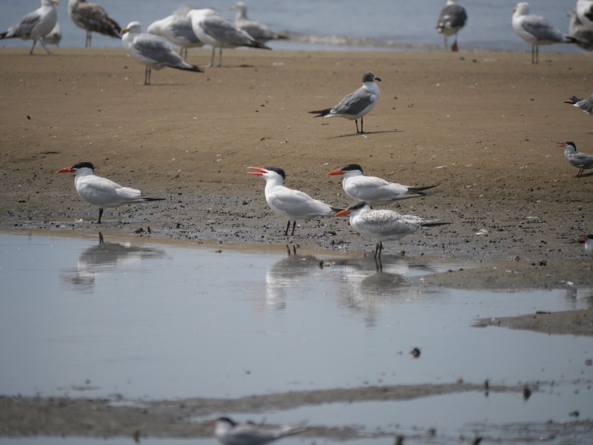 Caspian Tern - ML622271766