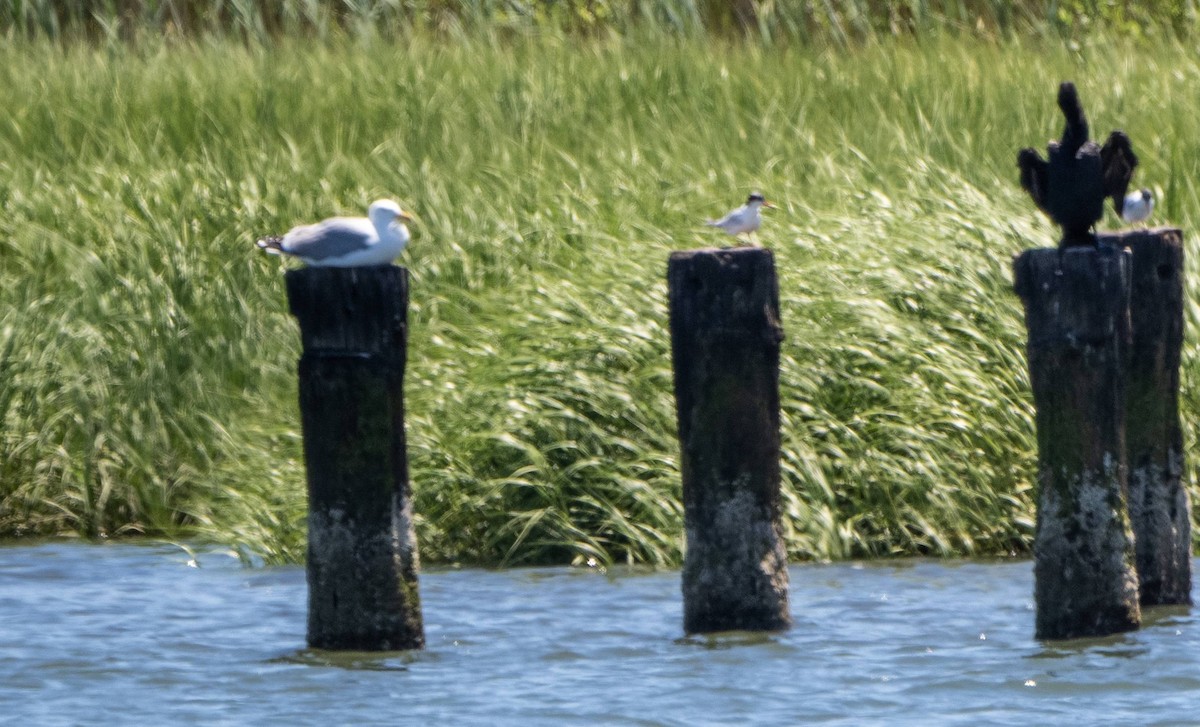 Gaviota Argéntea (americana) - ML622271797