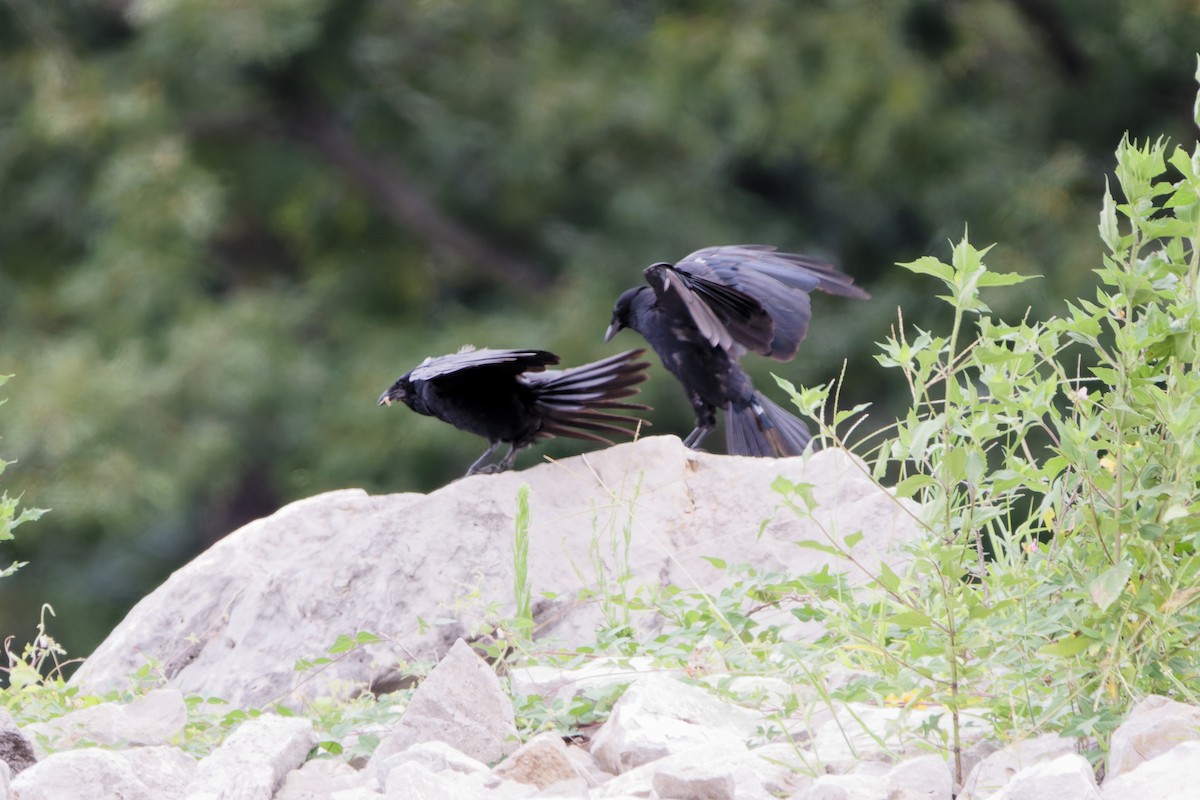 Fish Crow - ML622271837