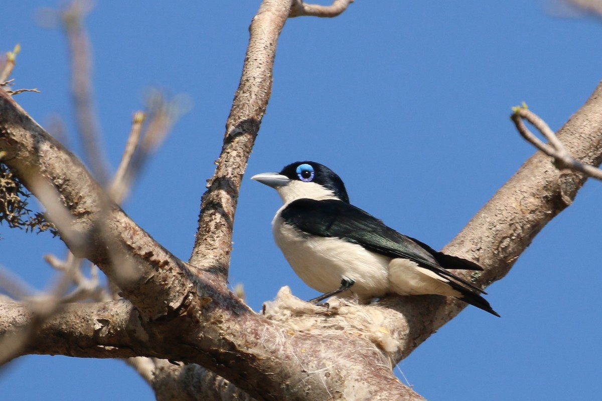 Chabert Vanga - André Geelhoed