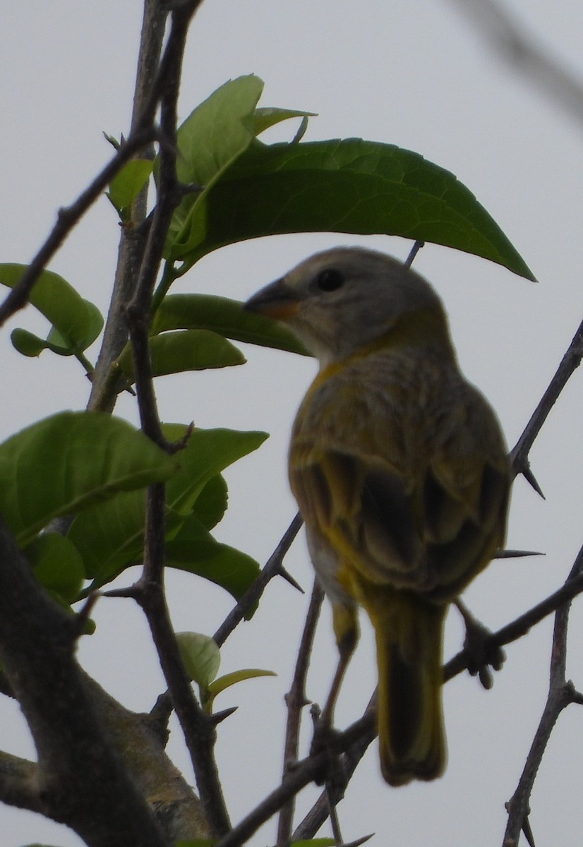 Saffron Finch - ML622271917