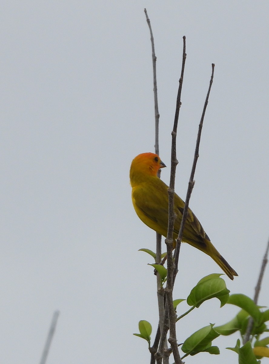 Saffron Finch - ML622271918