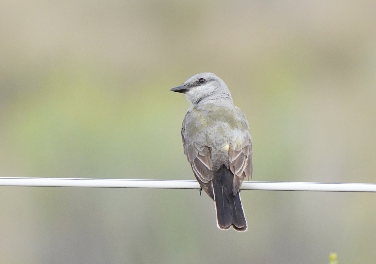 Western Kingbird - ML622271923