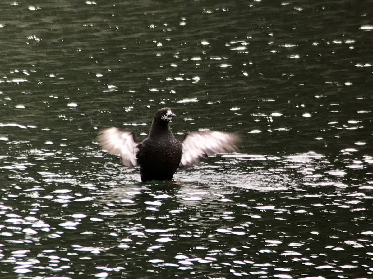 Black Guillemot - ML622271938