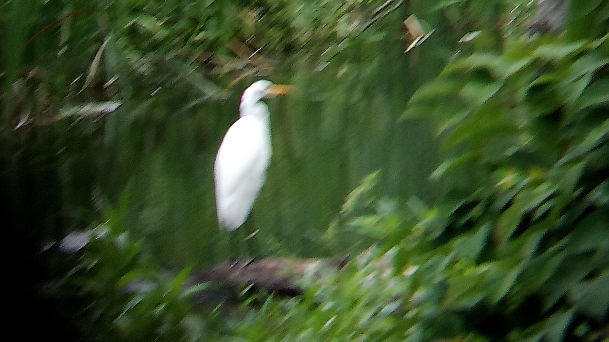 Great Egret - ML622271981