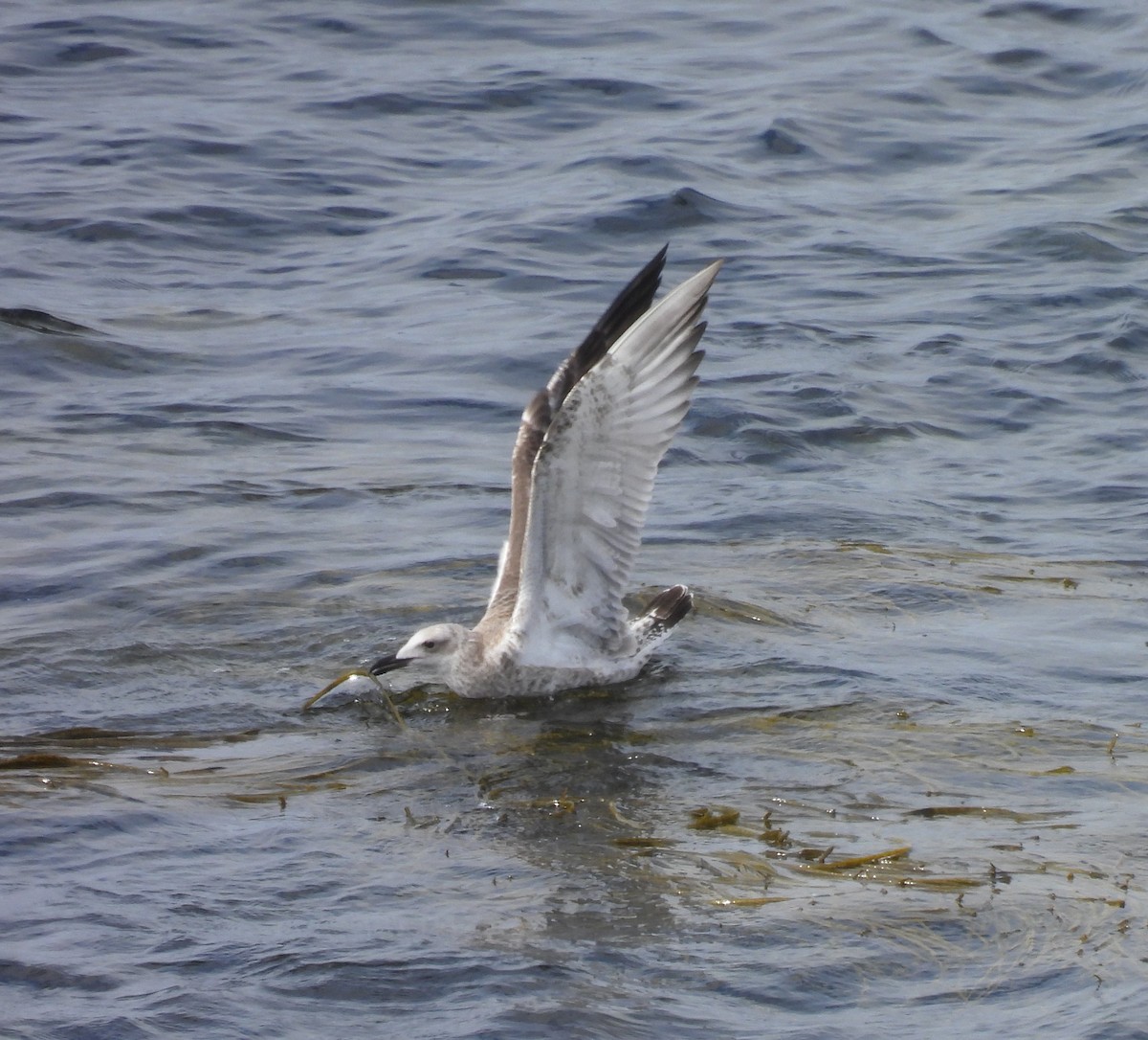 Steppenmöwe - ML622272007