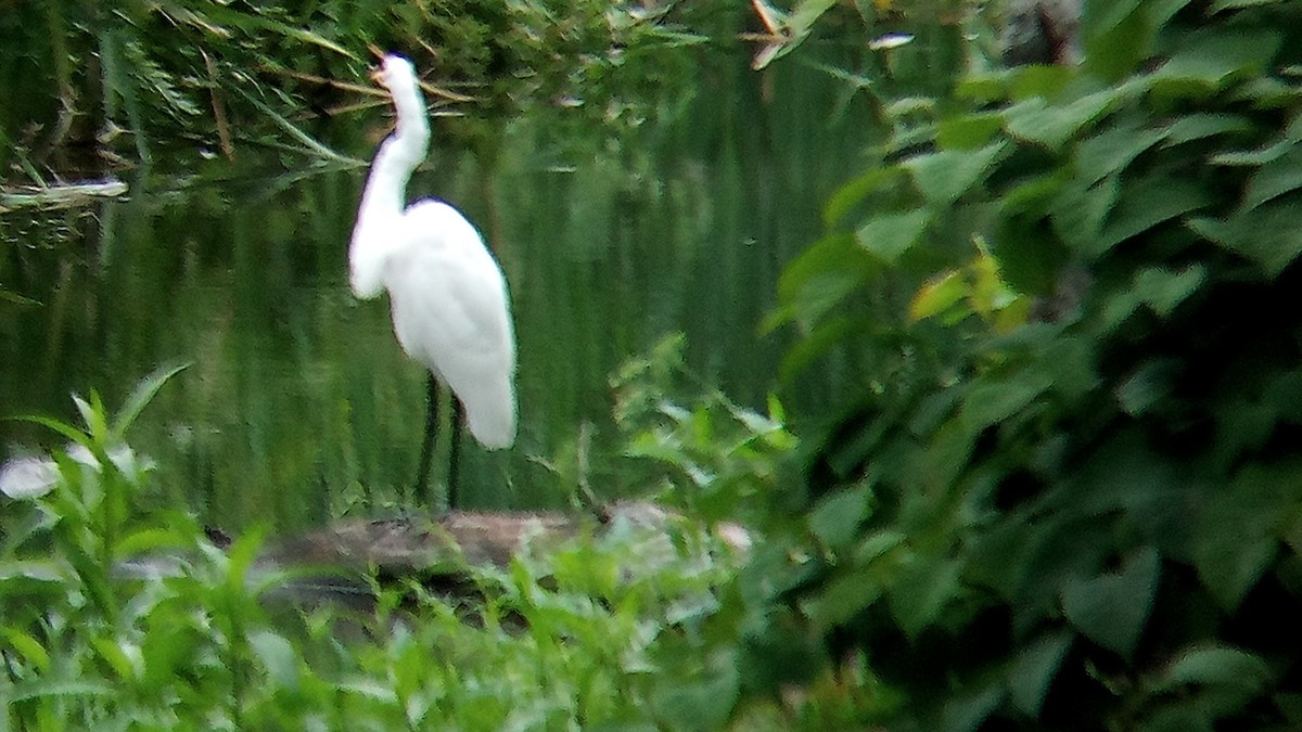 Great Egret - ML622272019