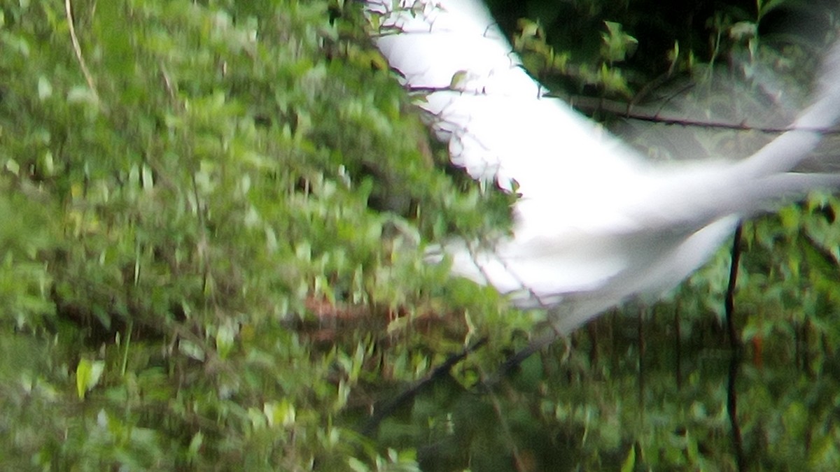 Great Egret - Ade Ben-Sal.