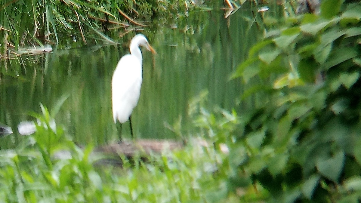 Great Egret - ML622272021