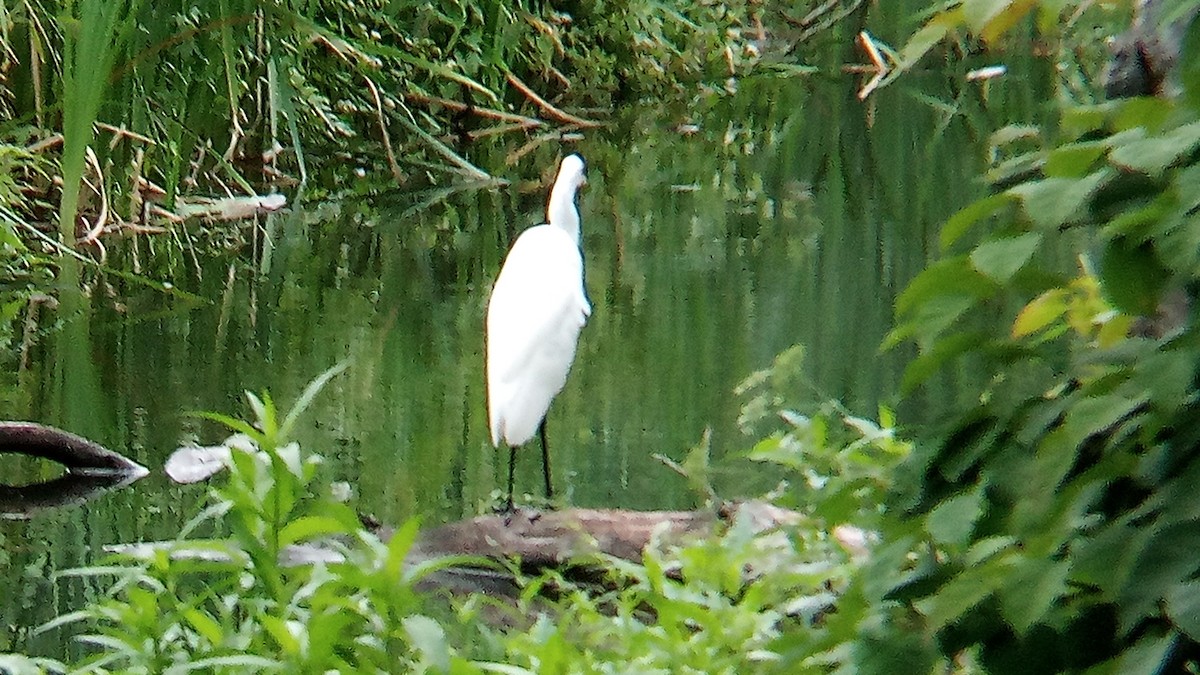 Great Egret - ML622272023