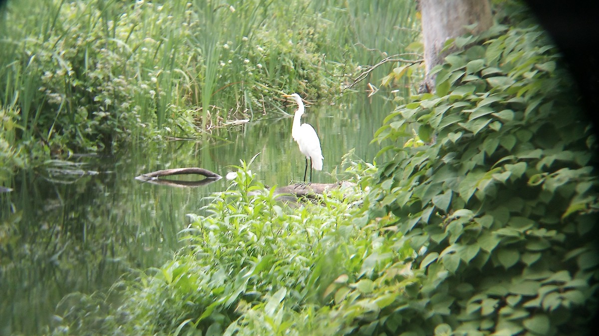 Great Egret - ML622272024