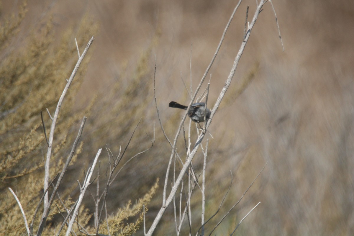 California Gnatcatcher - ML622272060