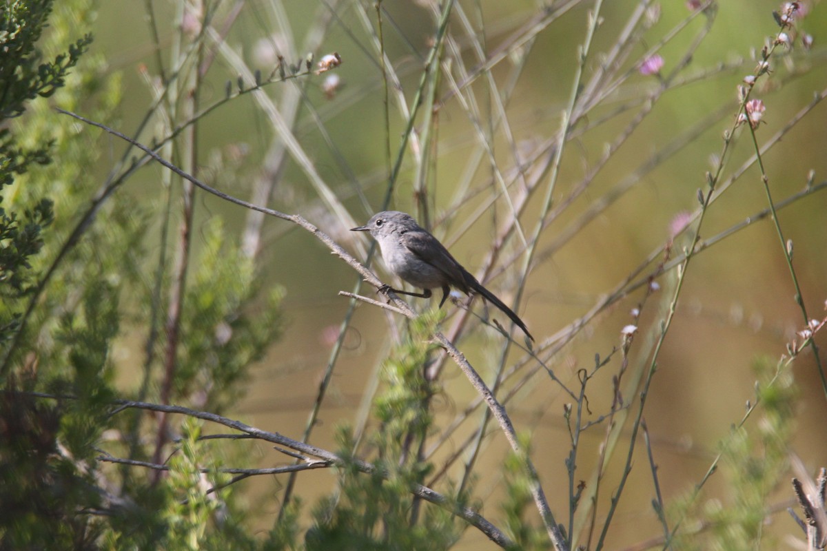 California Gnatcatcher - ML622272061