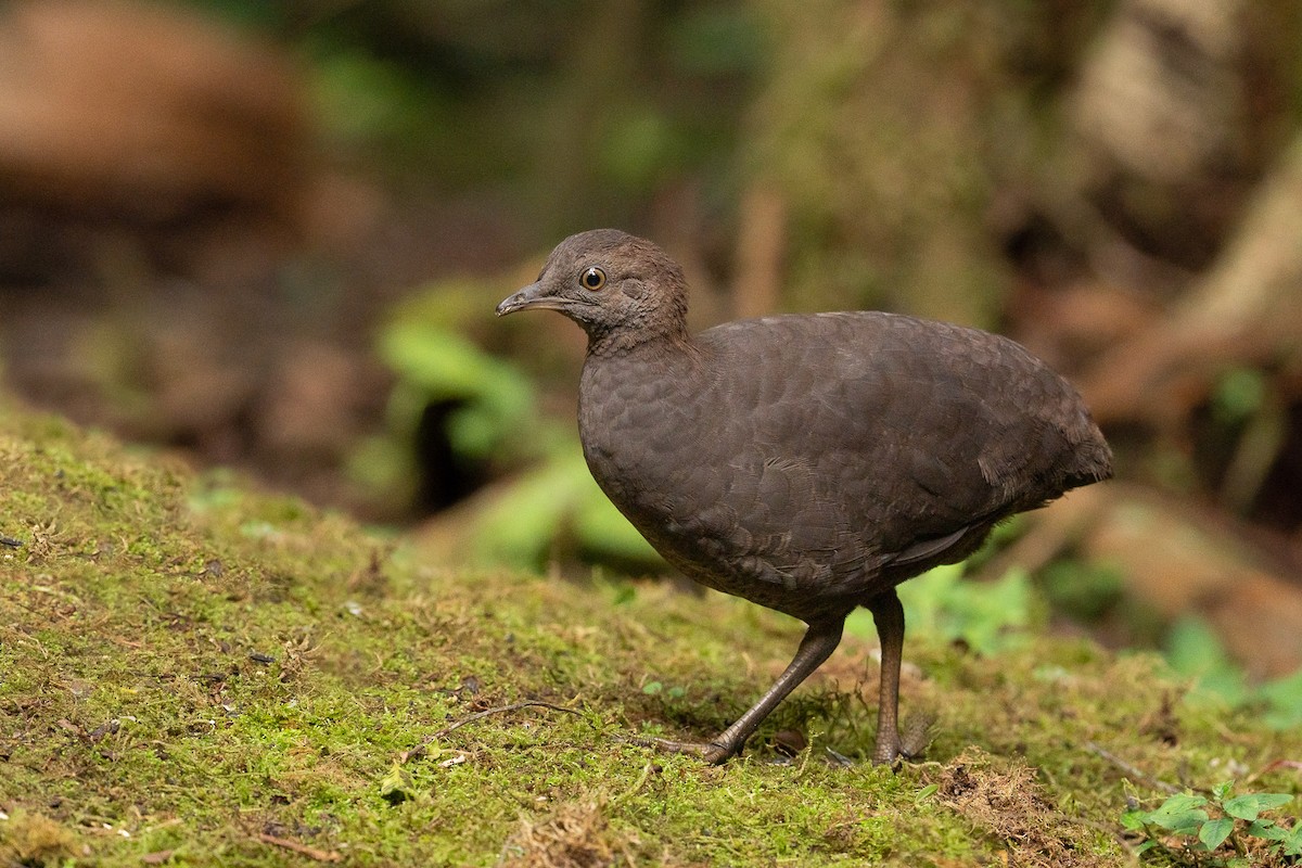 Cinereous Tinamou - Jorge Claudio Schlemmer