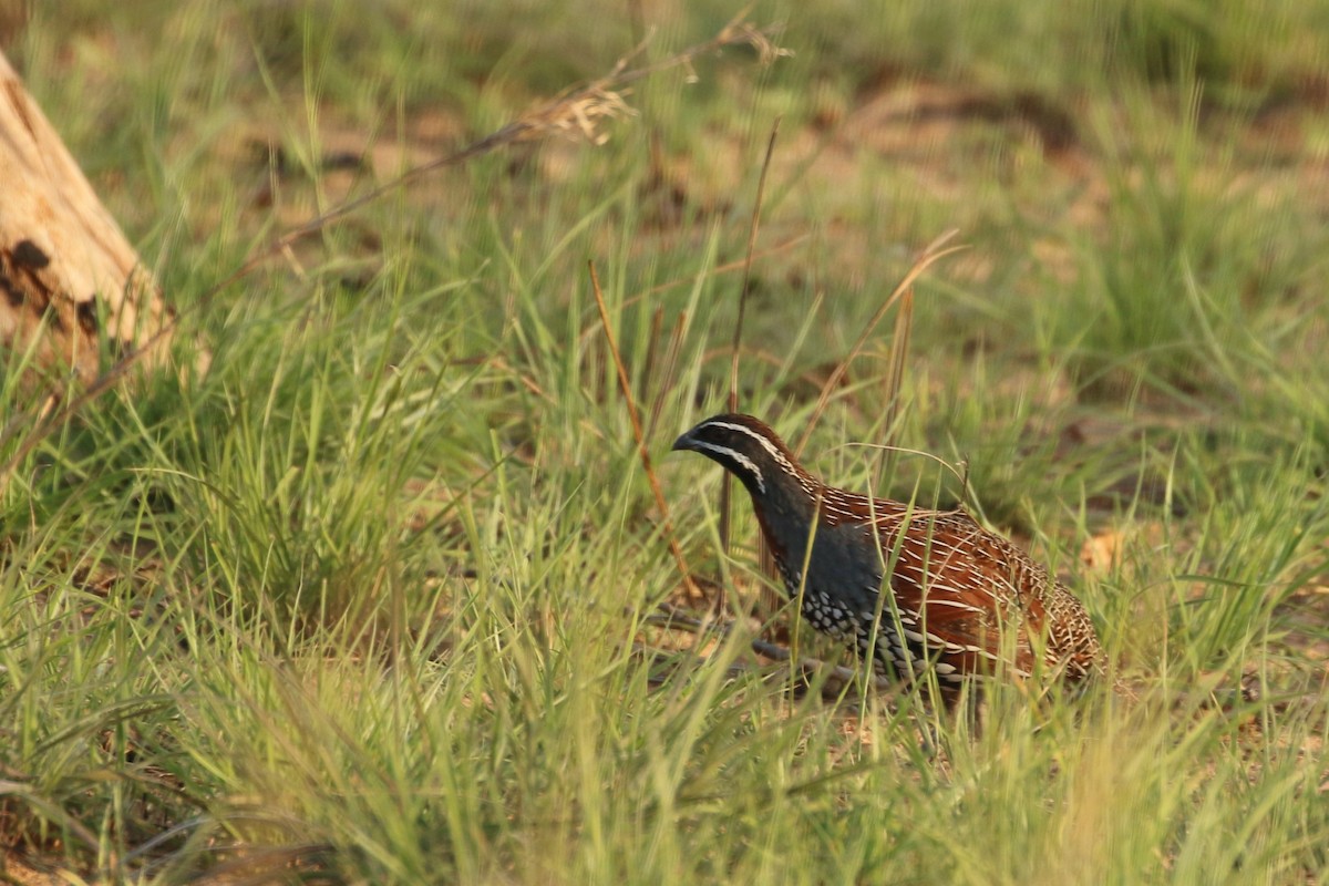 Madagascar Partridge - ML622272197