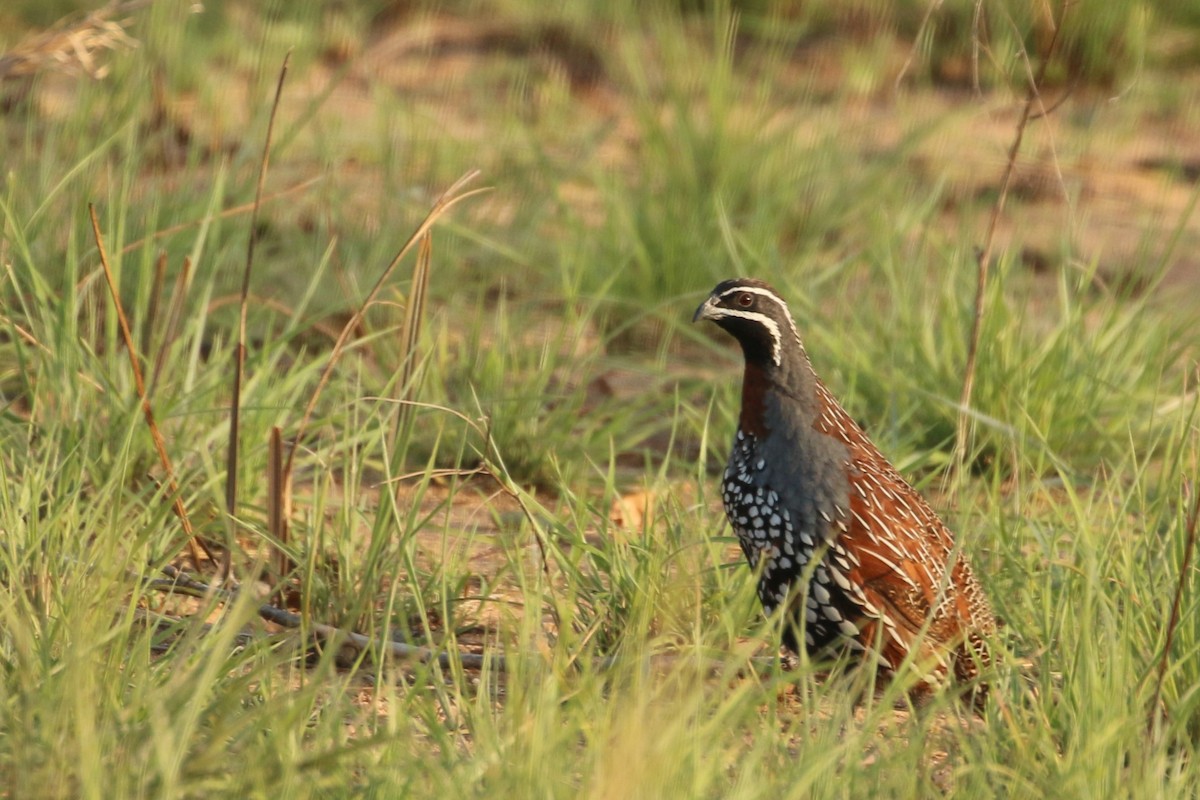 Madagascar Partridge - ML622272198