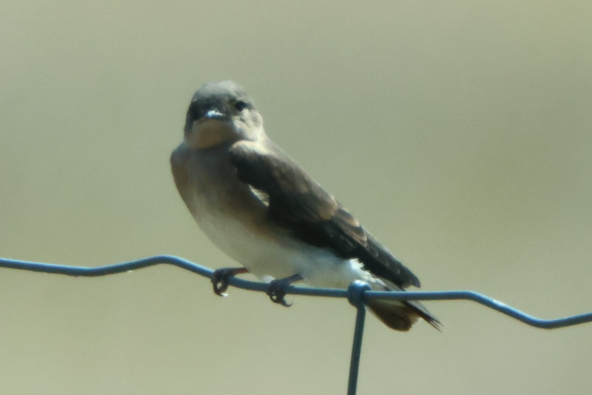 Northern Rough-winged Swallow - ML622272276