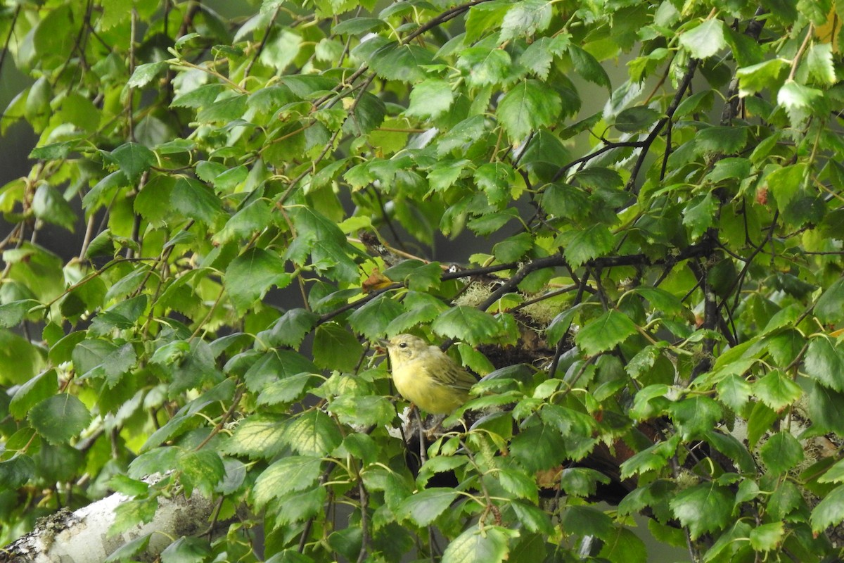 Orange-crowned Warbler - ML622272346