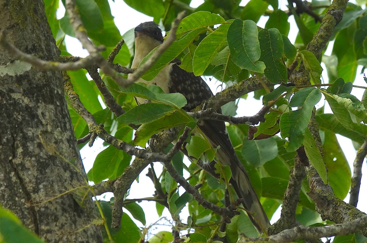 Cuculo dal ciuffo - ML622272566