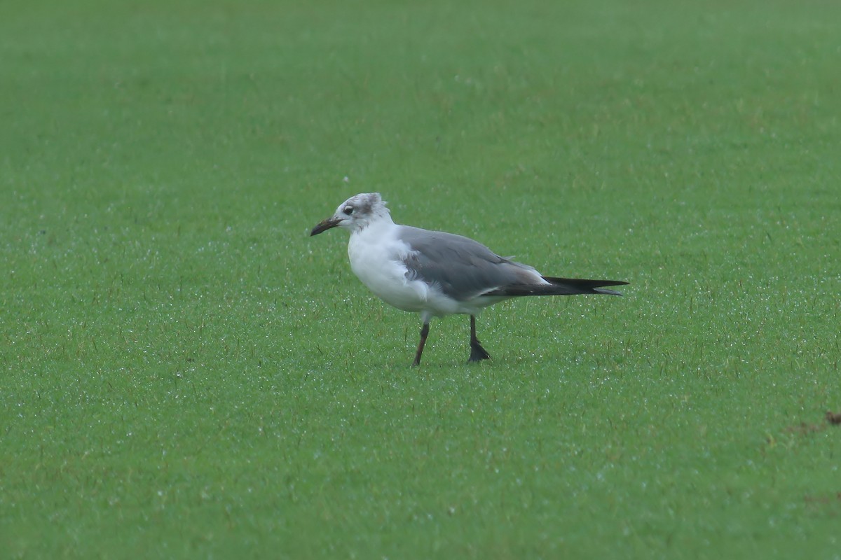 Laughing Gull - ML622272582