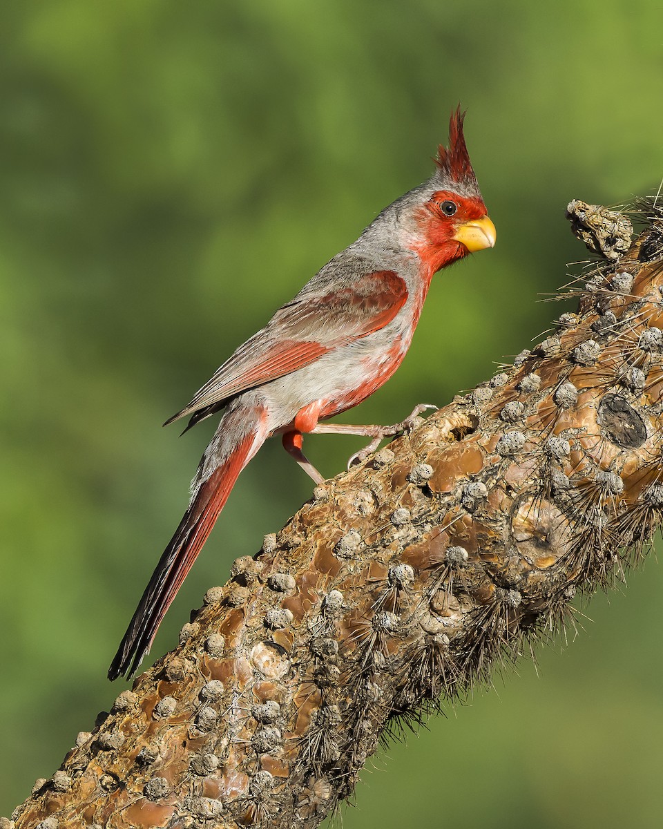 Pyrrhuloxia - ML622272586