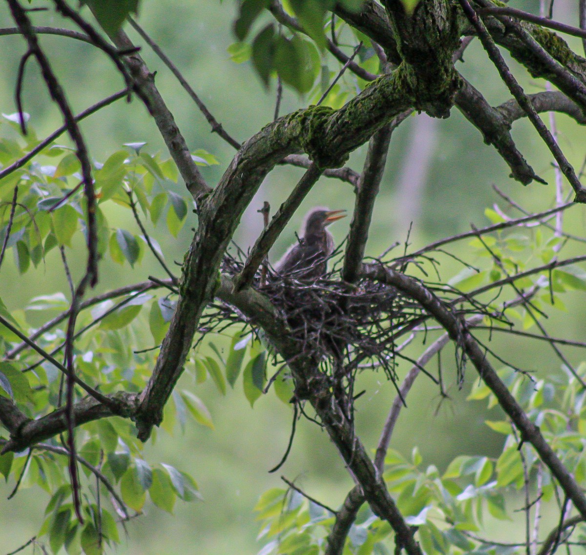 Green Heron - ML622272600