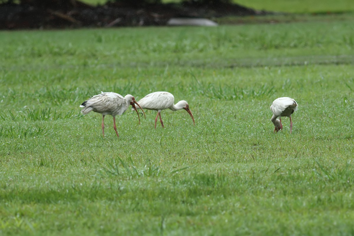 White Ibis - ML622272627