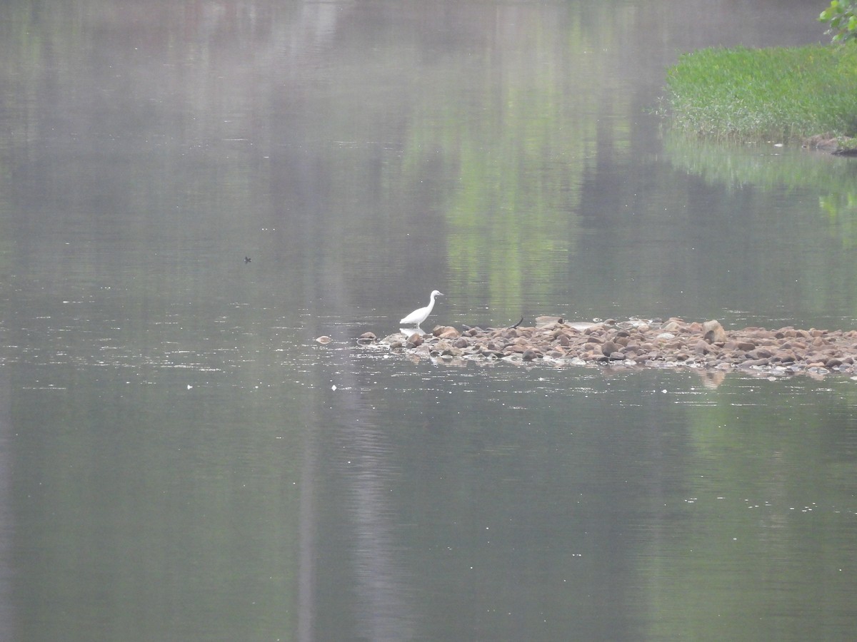 Little Blue Heron - ML622272772