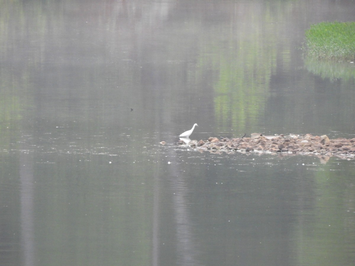 Little Blue Heron - ML622272797