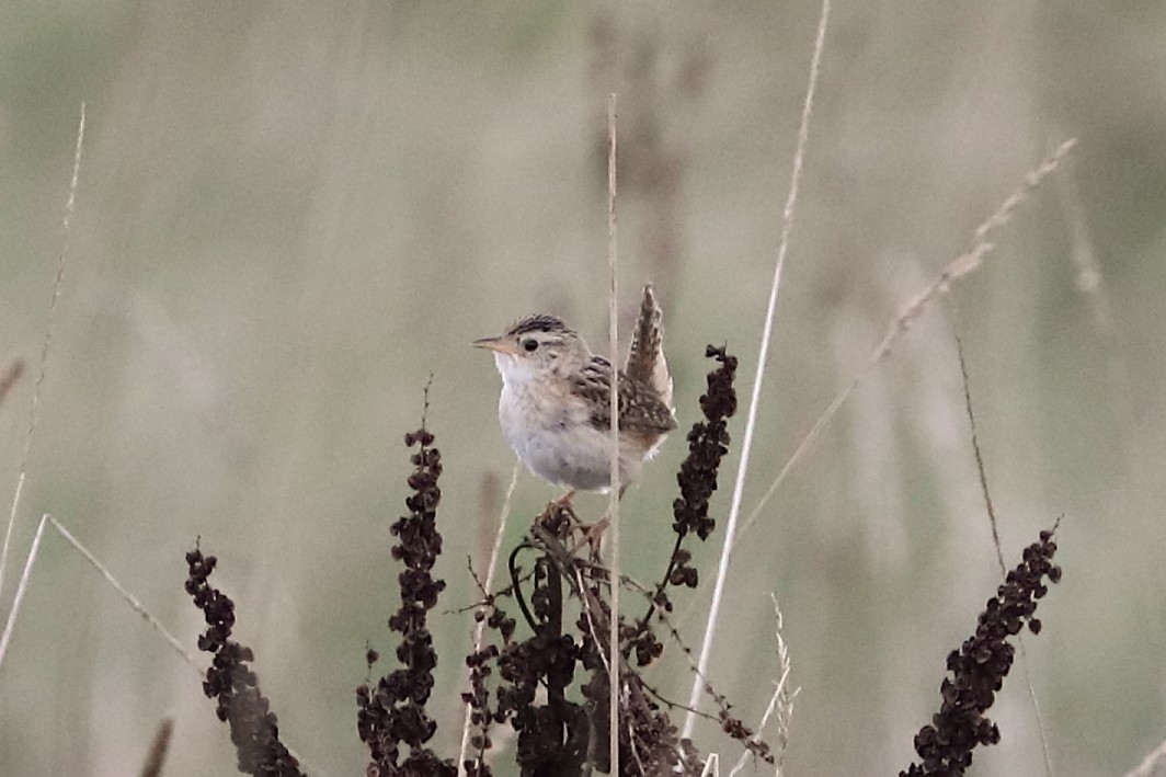 Sedge Wren - ML622272869