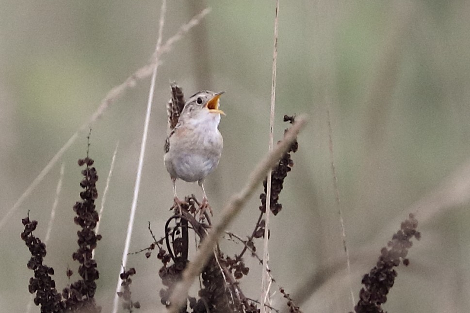 Sedge Wren - ML622272870