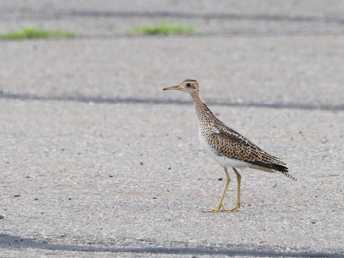 Upland Sandpiper - Luc and Therese Jacobs