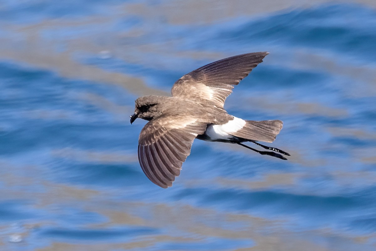 Elliot's Storm-Petrel - ML622273004