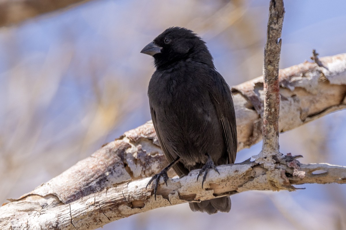 Small Ground-Finch - ML622273011