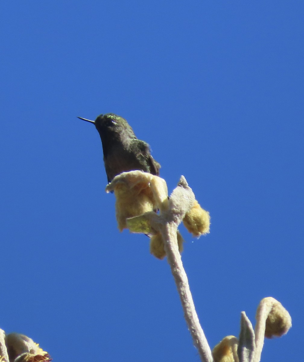 Bronze-tailed Thornbill - ML622273093