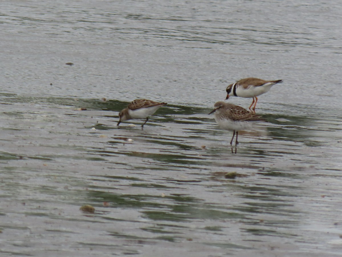 White-rumped Sandpiper - Sean Williams