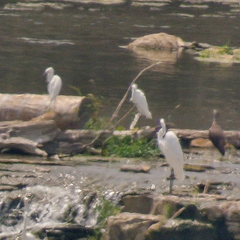 Snowy Egret - ML622273292