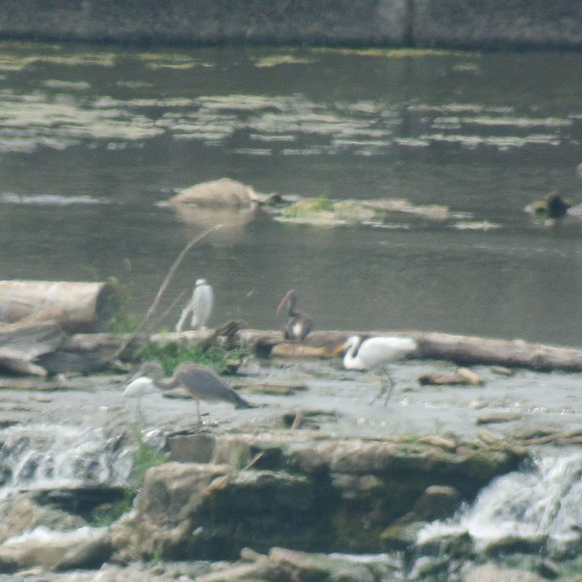 White Ibis - ML622273302