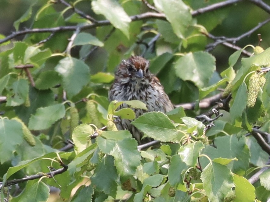 Song Sparrow - ML622273344